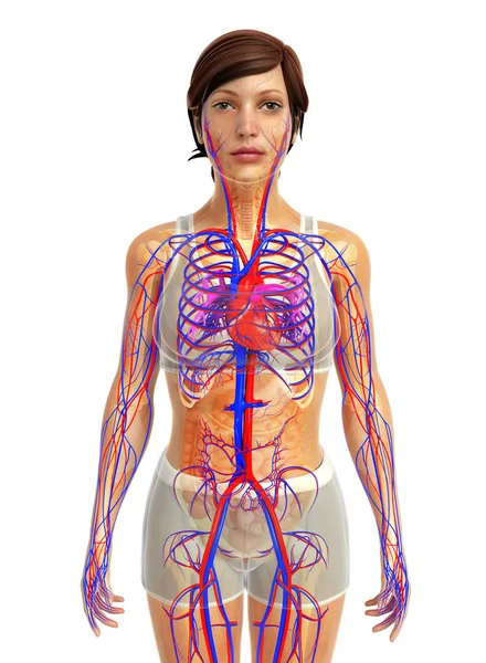 Anatomia del cuore umano — Foto Stock