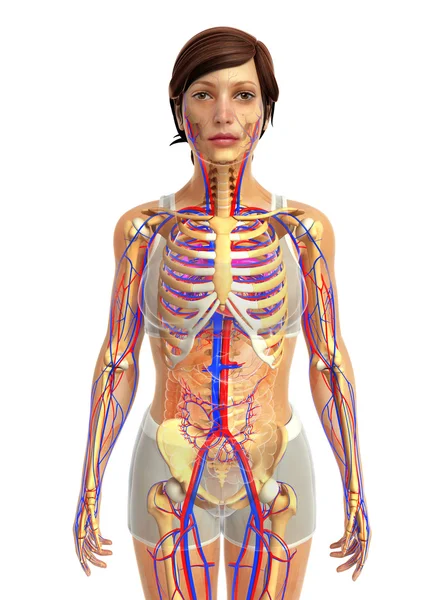 Anatomia del cuore umano — Foto Stock
