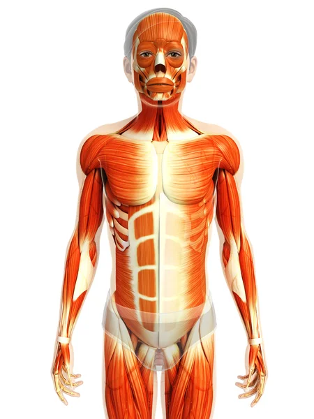 Анатомия мышц человека — стоковое фото