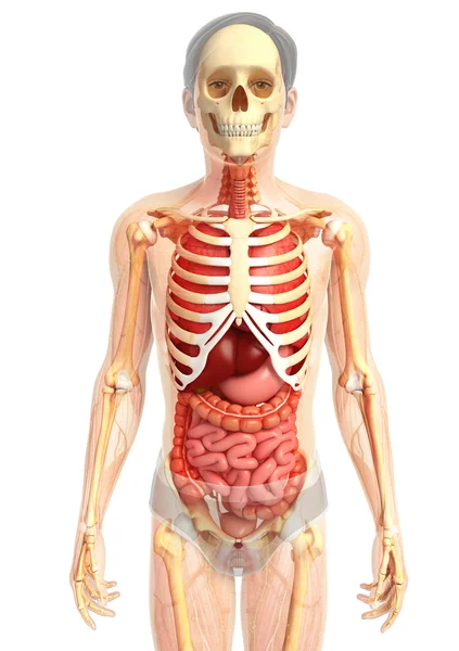 Sistema digestivo humano — Foto de Stock