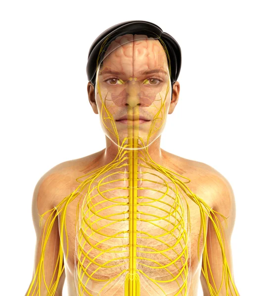 İnsan sinir sistemi sanat