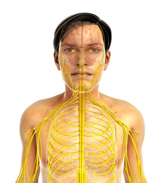 Arte del sistema nervioso humano —  Fotos de Stock