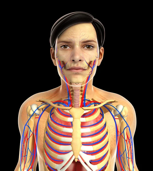 Человеческая дыхательная система — стоковое фото