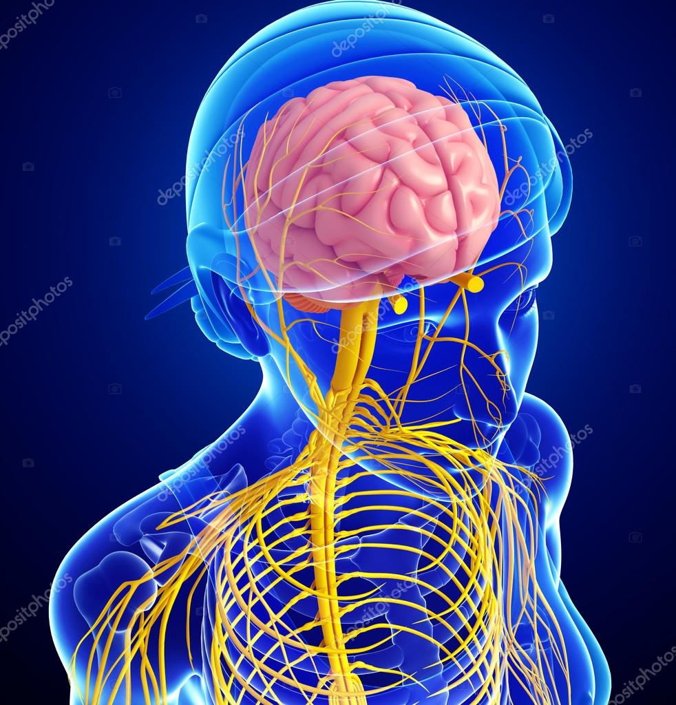 Чем полезна баня.