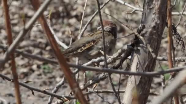 一只鸟坐在树枝上 一只麻雀在灌木丛中被风刮得紧紧的 — 图库视频影像
