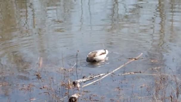 鸭在湖中游泳 潜水觅食 — 图库视频影像
