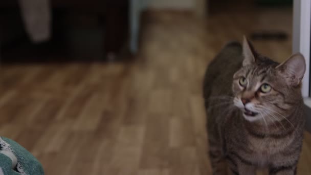 Een Kat Zonder Staart Van Bobtail Ras Meeuwen Met Ongenoegen — Stockvideo