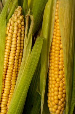 taze organik mısır koçanları yakın plan