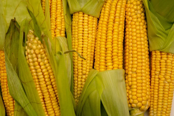 Verse Zoete Biologische Maïskolven Close Achtergrond — Stockfoto