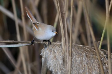 Erkek ve dişi sakallı sazlar (Panurus biarmicus) yoğun sazlıklarda ve güzel bulanık bir arka planda yakın çekim yaparlar. Yumuşak sabah ışığı