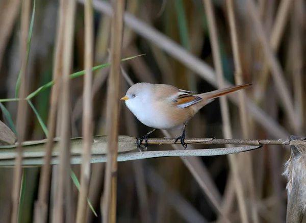 Reedling Barbudo Macho Hembra Panurus Biarmicus Disparan Cerca Camas Lengüeta —  Fotos de Stock