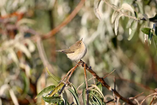 Den Vanliga Gräshoppan Phylloscopus Collybita Fotograferas Nära Håll Sin Naturliga — Stockfoto