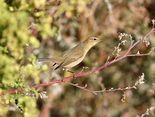 Den Vanliga Gräshoppan Phylloscopus Collybita Fotograferas Nära Håll Sin Naturliga — Stockfoto