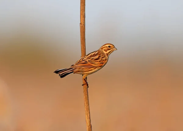 Shot Common Reed Bunting Female Sitting Dense Reed Flower Blue — Stock Photo, Image