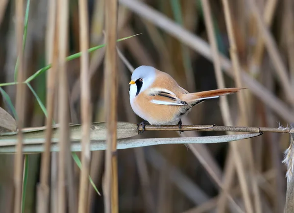 Männliche Und Weibliche Bartkämlinge Panurus Biarmicus Werden Dichten Schilfbeeten Und — Stockfoto