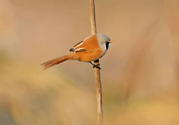 Reedling Barbudo Macho Hembra Panurus Biarmicus Disparan Cerca Camas Lengüeta — Foto de Stock