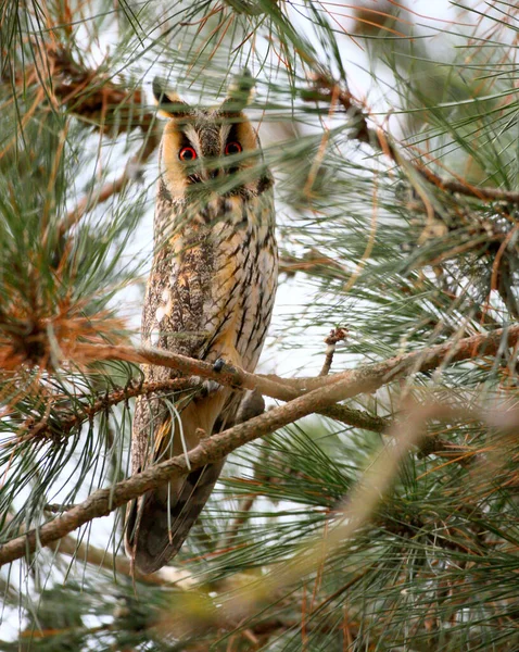 Hibou Des Marais Asio Otus Hiver Est Assis Sur Des — Photo