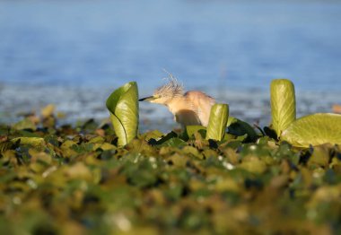 Squacco heron (Ardeola ralloides) yumuşak sabah ışığında doğal ortamında fotoğraflanır. Yeşil çimen arka planının yakın plan görüntüsü