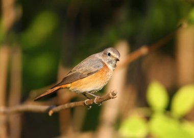 Yaygın kırmızıkafa, sabah güneşinde parlak bulanık bir arka plana karşı bir dalda oturur. Yakın plan fotoğraf.