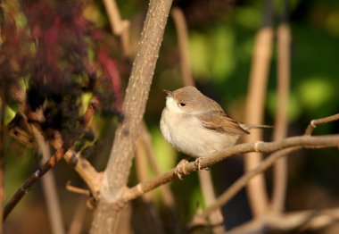 Yaygın Whitethroat (Curruca Communis), yumuşak sabah ışığında yoğun bir mürver çalılığında yakın plan fotoğraf çekti.