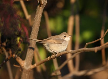 Yaygın Whitethroat (Curruca Communis), yumuşak sabah ışığında yoğun bir mürver çalılığında yakın plan fotoğraf çekti.