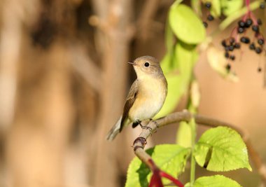 Kırmızı göğüslü sinekkapan 'ın (Ficedula parva) sabah ışığında çekilmiş yakın çekimi. Kuru bir dalda oturuyor. Arka planda güzel bulanık. Sıra dışı bir pozda.