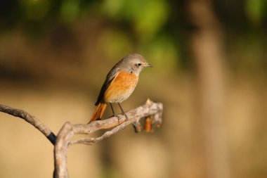 Yaygın kırmızıkafa, sabah güneşinde parlak bulanık bir arka plana karşı bir dalda oturur. Yakın plan fotoğraf.