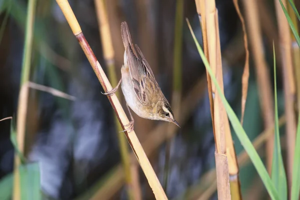 Sáska Pacsirta Acrocephalus Schoenobaenus Fényképezett Közelről Egy Karcsú Nád Szárát — Stock Fotó