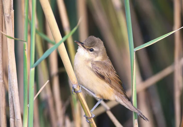 Unusual Close Portrait Reed Warbler Acrocephalus Scirpaceus — Stockfoto