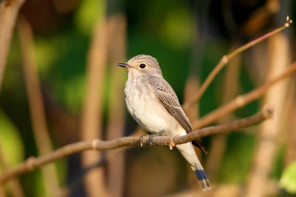 Benekli sinekkapan (Muscicapa striata) yumuşak sabah ışığında çok yakın çekim yaptı. Bir dala oturur ve kameranın lensine bakar.