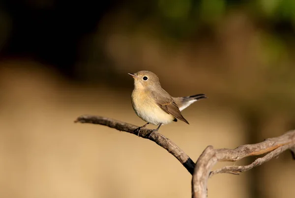 Close Shot Red Breasted Flycatcher Ficedula Parva Female Soft Morning — Stockfoto