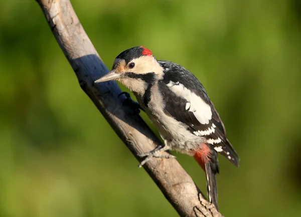 Syrian Woodpecker Dendrocopos Syriacus Photographed Close Range Bright Green Background — Zdjęcie stockowe