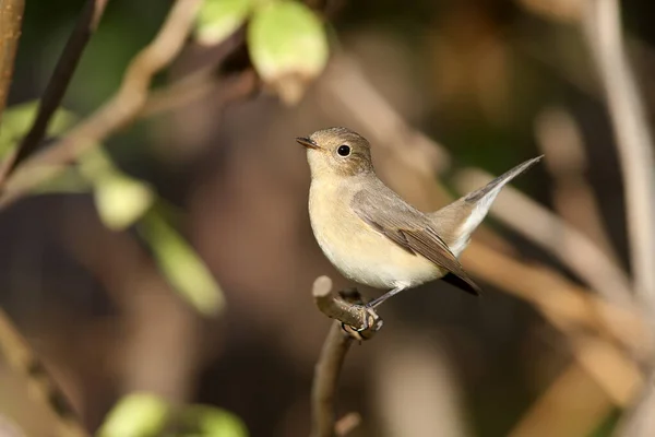 Close Shot Red Breasted Flycatcher Ficedula Parva Female Soft Morning — Stockfoto