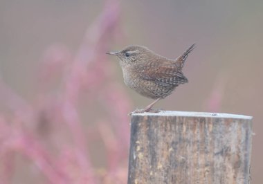 Avrasya çalılarının alışılmadık sisli fotoğrafları (Troglodit trogloditleri) yakın çekim ve ayrıntılı tüy deseni
