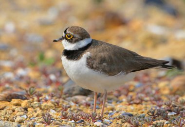 Küçük halkalı yağmurkuşu (Charadrius dubius) sonbahar renklerinin parlak bulanık arka planına karşı kumun üzerinde durur. Yakın çekim ve alışılmadık açı