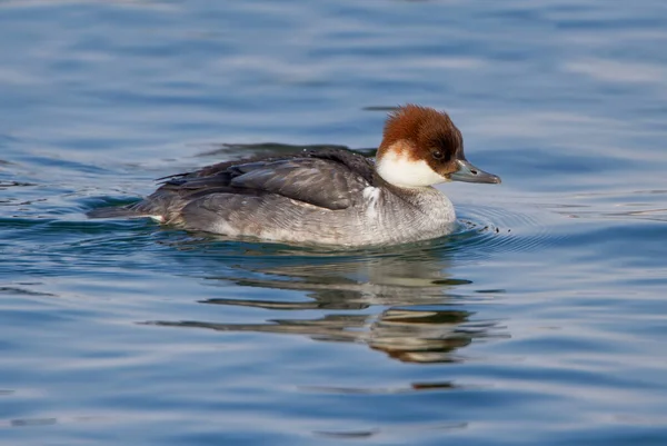 Männchen Und Weibchen Mergellus Albellus Beim Schwimmen Wasser Aus Nächster — Stockfoto