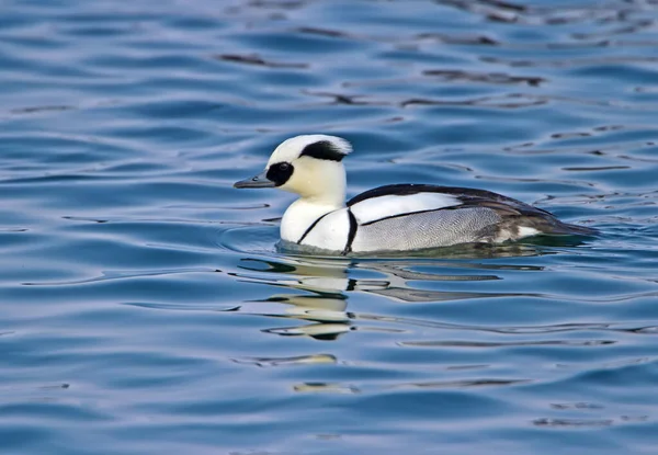 Männchen Und Weibchen Mergellus Albellus Beim Schwimmen Wasser Aus Nächster — Stockfoto