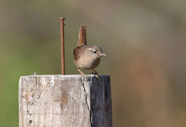 Fotos Nebulosas Incomuns Eurásia Wren Troglodytes Troglodytes Close Padrão Plumagem — Fotografia de Stock