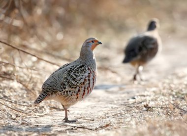 Doğal ortamdaki gri keklik (Perdix perdix) yakın plan portresi. Tüylerin ayrıntılı fotoğrafları