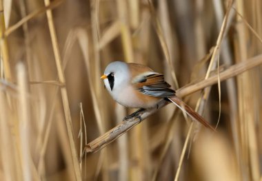 Sakallı saçakların erkekleri ve dişileri (Panurus biarmicus) yapayalnızdırlar ve sabah ışığında kamış saplarına tünemişlerdir. Olağandışı bir açıdan yakın çekim ve detaylı fotoğraflar.