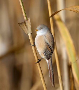 Sakallı saçakların erkekleri ve dişileri (Panurus biarmicus) yapayalnızdırlar ve sabah ışığında kamış saplarına tünemişlerdir. Olağandışı bir açıdan yakın çekim ve detaylı fotoğraflar.