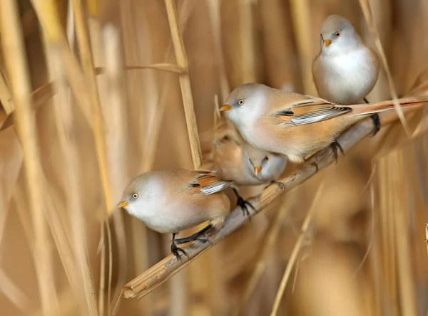 수염을 Panurus Biarmicus 수컷과 암컷은 있으며 부드러운 햇살에 줄기에 무리를 — 스톡 사진