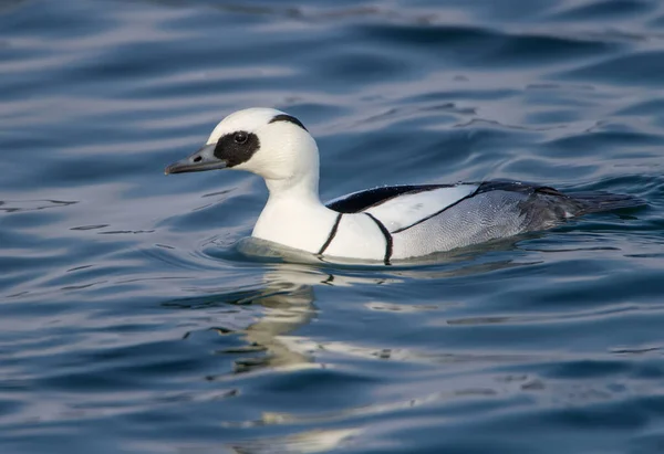 Männchen Und Weibchen Mergellus Albellus Beim Schwimmen Wasser Aus Nächster — Stockfoto