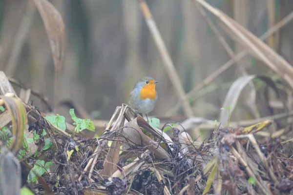 Európai Vörösbegy Erithacus Rubecula Közeli Felvételt Készített Ködös Időben Természetes — Stock Fotó