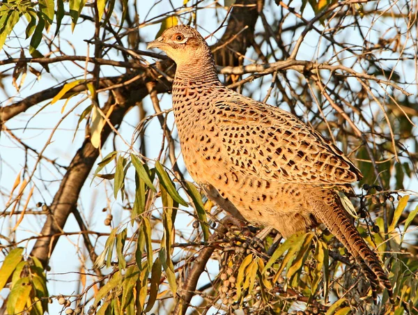 Yaygın bir sülün dişi (Phasianus colchicus), yumuşak sabah güneşinde bir ağaçta fotoğraflanmıştır. Bu tür için alışılmadık davranışlar