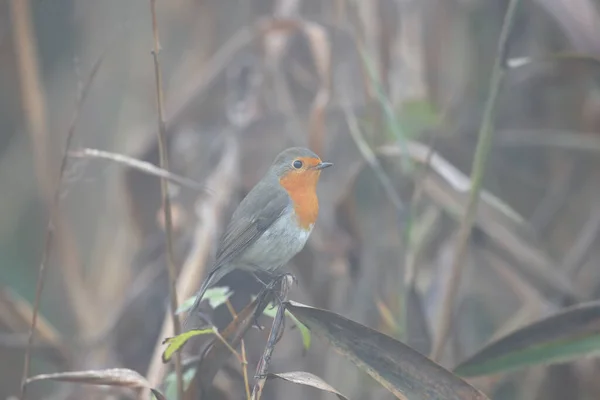 Європейський Робін Erithacus Rubecula Вистрілив Зблизька Туманну Погоду Природному Середовищі — стокове фото