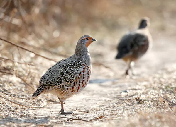 Šedý Koroptve Perdix Perdix Zblízka Portrét Přírodním Prostředí Podrobné Fotografie Stock Obrázky