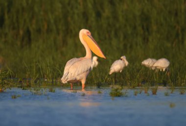Büyük beyaz pelikan (Pelecanus onocrotalus) tekli ve grupları, yumuşak akşam ışığında yeşil su bitkisinin bir zeminine karşı mavi suda dururken fotoğraflanır..