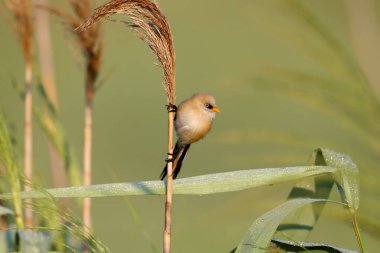 A young bearded reedling, also known as bearded tit (Panurus biarmicus), is photographed close-up in its natural habitat in the soft morning light of the golden hour against an unusual background.