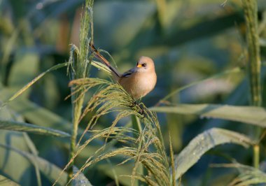 A young bearded reedling, also known as bearded tit (Panurus biarmicus), is photographed close-up in its natural habitat in the soft morning light of the golden hour against an unusual background.